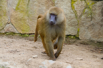 Yellow Baboon. Baboons are among the largest non-hominoid primates and have existed for at least two million years.