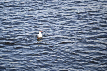 seagull, bird, sea, water, gull, animal, nature, ocean, fly, wildlife, white, blue, flight, birds, beak, feather, beach, freedom, flying, seagulls, wing, lake, wild, wings, coast