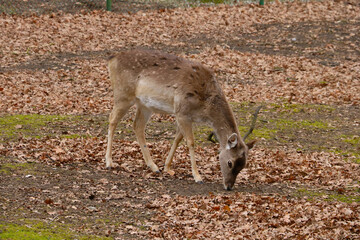 Naklejka na ściany i meble A sika deer walks in the forest looking for food.