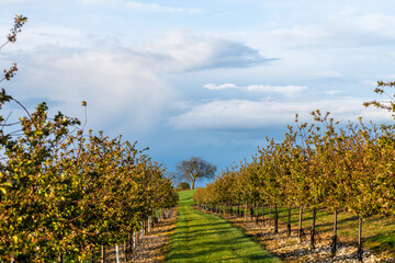 Obraz premium rows of trees in the field