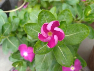 Purple Periwinkle flower