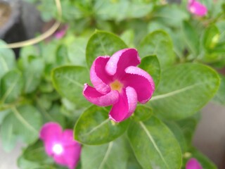 Purple Periwinkle flower