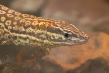 Beautiful gray lizard close-up in the park.