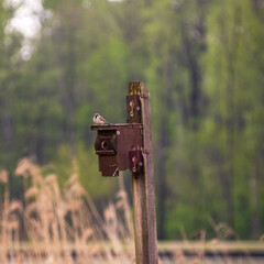 A sparrow sits on top of a birdhouse early in the morning