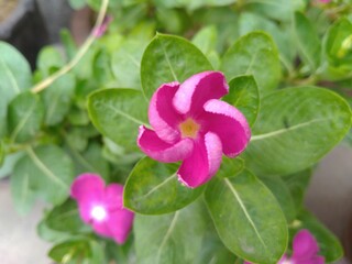 Purple Periwinkle flower