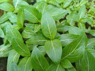 Green Periwinkle Leaves
