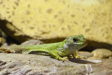 Close-up on a green lizard on a stone.