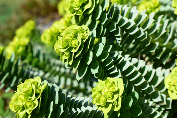 Wolsmilchgewächs mit symmetrischen Blättern, hellgrün und graugrün als Hintergrund, dichte Blüten	
