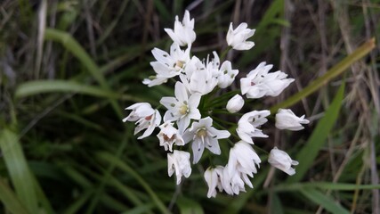 Allium neapolitanum. Wild garlic onion. Greece.