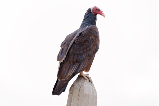 Turkey Vulture (Cathartes aura) isolated over a white background