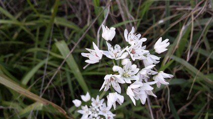 Allium neapolitanum. Wild garlic onion. Greece.