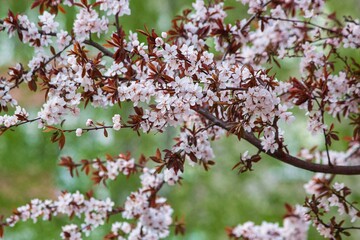 Blooming plum in spring close up