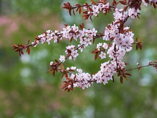 Blooming plum in spring close up