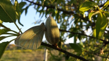 Green butterfly on a almond new fresh fruit. Almond tree branch