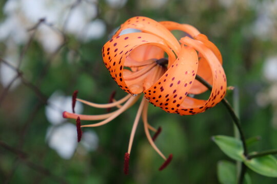 27 Best Spotted Flower Images Stock Photos Vectors Adobe Stock 27 Best Spotted Flower Images Stock Photos Vectors Adobe Stock