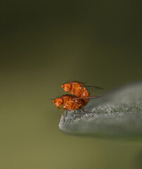 mating of flies