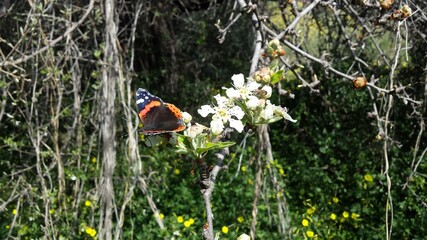 butterfly on pyrus amygdaliformis flower