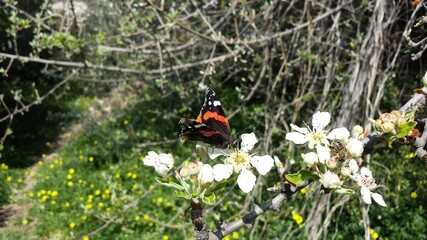 butterfly on pyrus amygdaliformis flower