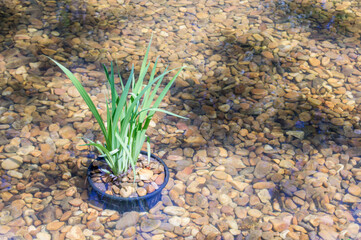 aquatic plant inside a pond