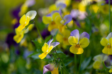 Viola wittrockiana colorful garden pansy flowers in bloom, beautiful small flowering plant, yellow purple color