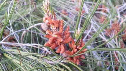 Pine tree baby cone with pine flowers