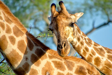 Giraffe, Giraffa camelopardis, Kruger National Park, South Africa, Africa
