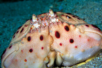 Royal Crab, Calappa granulata, Cabo Cope Puntas del Calnegre Natural Park, Mediterranean Sea, Murcia, Spain, Europe
