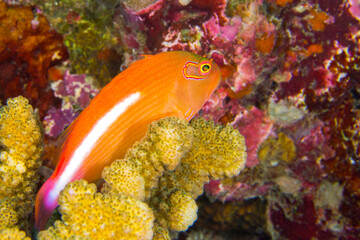Arc-eye Hawkfish, Paracirrhites arcatus, Coral Reef, South Ari Atoll, Maldives, Indian Ocean, Asia