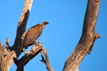 White backed vulture, Gyps africanus, Accipitridae, Scavenger, Chobe National Park, Kasane, Botswana, Africa
