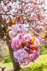 Pink cherry blossom tree close-up