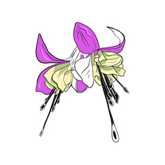 Vector fuchsia flower line illustration. Isolated flower for printing in a coloring book, blank for designer, icon, logo