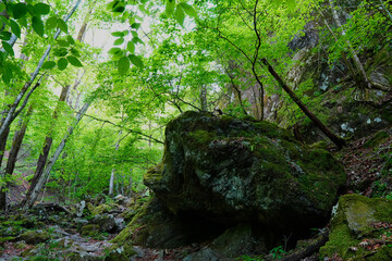 東京都奥多摩にある自然文化百選の滝「三ツ釜ノ滝」付近の原生林のような風景
