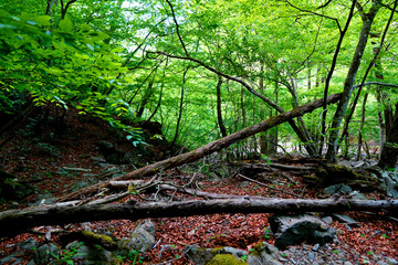 東京都奥多摩にある自然文化百選の滝「三ツ釜ノ滝」付近の原生林のような風景