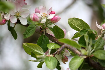 Nahaufnahme von Apfelbaumblüten im Sonnenlicht