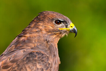 Buzzard, Buteo buteo, Mediterranean Forest, Castile and Leon, Spain, Europe