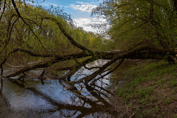 Lust for life. And the trees felled in the river live 