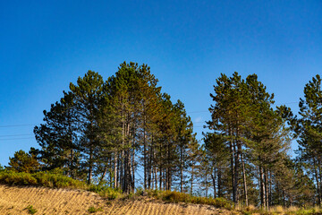 Trees on the Batumi-Tbilisi highway in Georgia