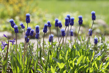 Hyacinth blue grows in a spring garden under the open sky. Muscari is an early beautiful flower.
