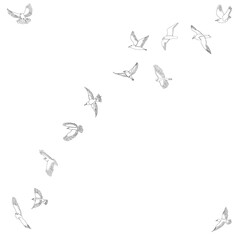 sketch of a flying flock of birds