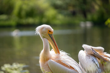 Portrait of a Great White Pelican on the shore of a large lake in summer. Wildlife in natural green environment.