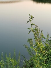 morning on the lake
