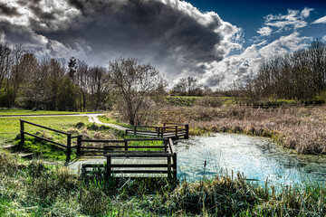 Fototapeta premium Cowpen Bewley, Nature Reserve