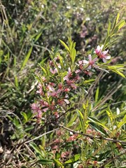 Obraz premium Spring bloom of May wildflowers.