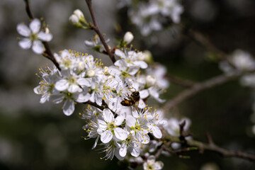 Close up of a bee on damson flowers in spring