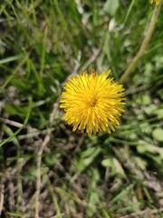 Close-up of a dandelion at the edge of the forest.