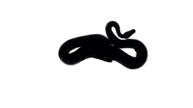 Video of black snake silhouette on white, camera from bottom