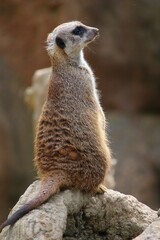 Fototapeta premium meerkat on guard