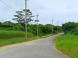 Fototapeta na wymiar 沖縄の田舎道1