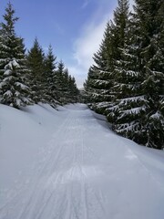 snow covered trees