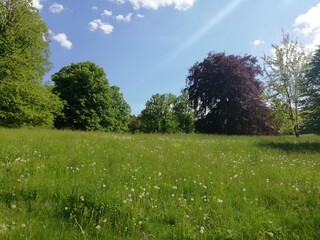 grass and blue sky